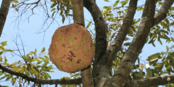 Si Gundul, Durian Unik dari Lombok