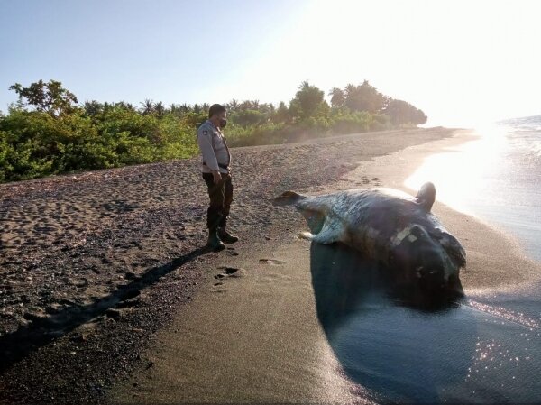 Seekor Paus Ditemukan Terdampar di Pantai Lombok Utara
