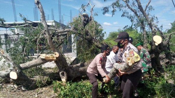 Petugas Gabungan Bantu Evakuasi Pohon Tumbang di Jalan Raya Labuhan Badas